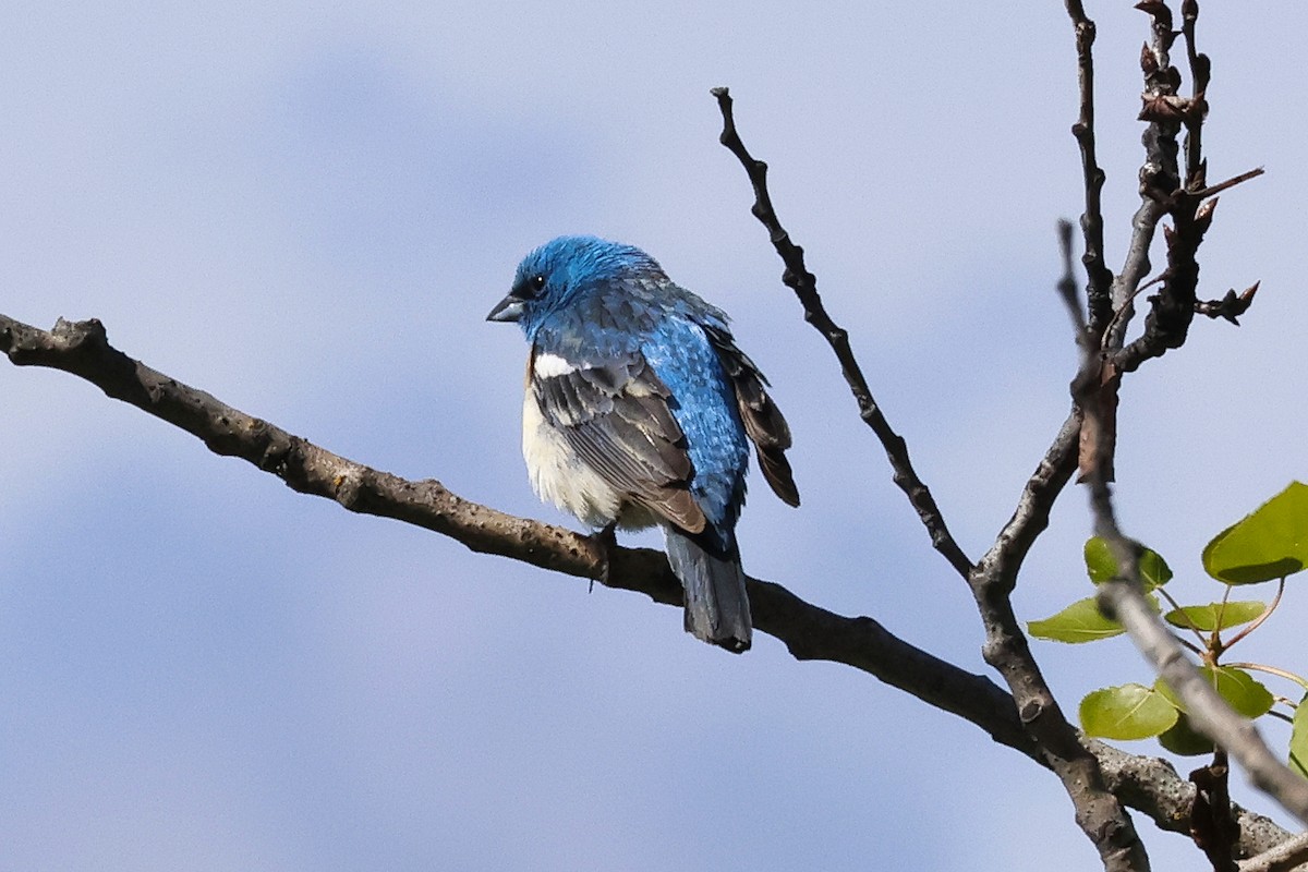 Lazuli Bunting - Paul Prappas