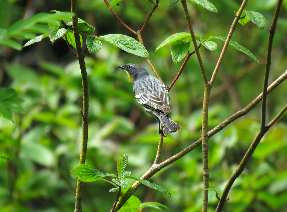 Yellow-rumped Warbler (Audubon's) - Teresa Weismiller