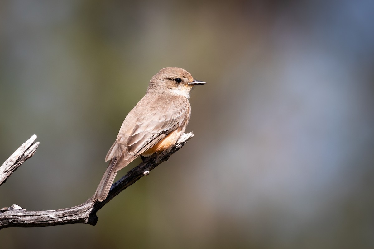 Vermilion Flycatcher - Scott Record