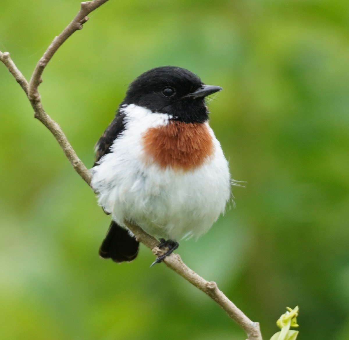 African Stonechat - Brian Rapoza