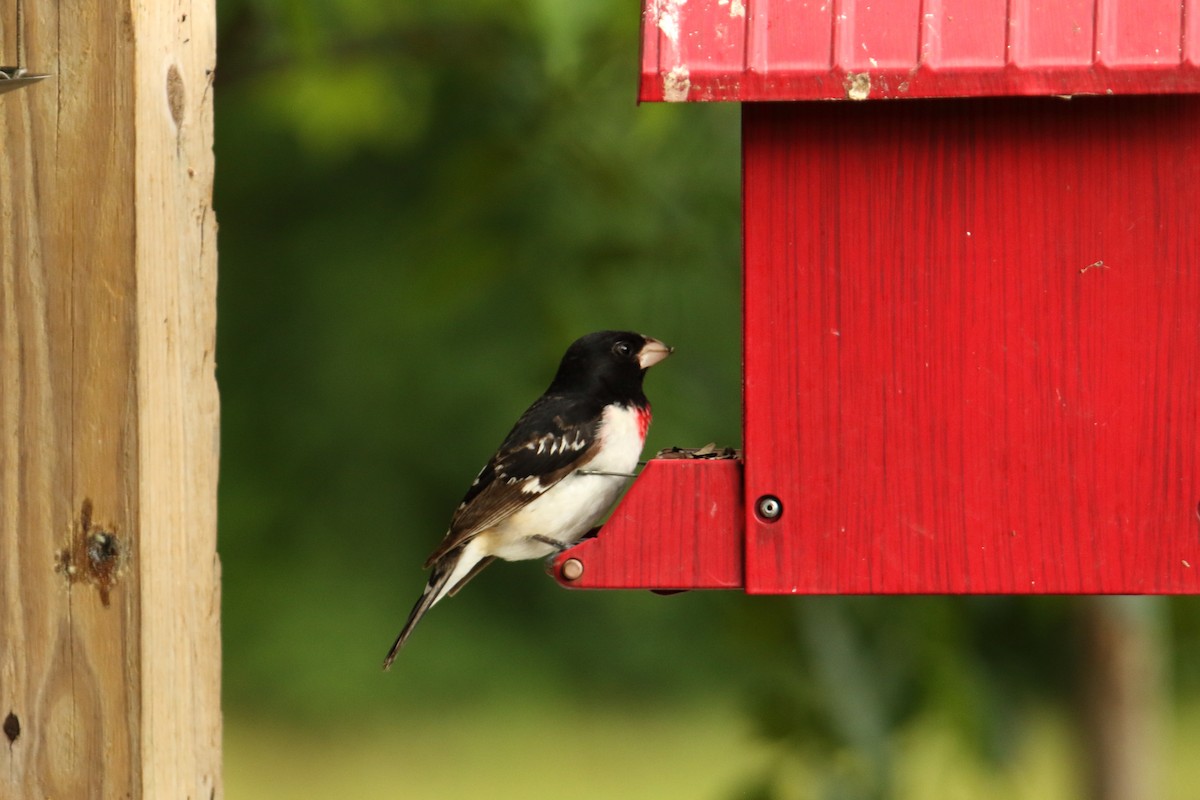 Rose-breasted Grosbeak - Nancy Cunningham