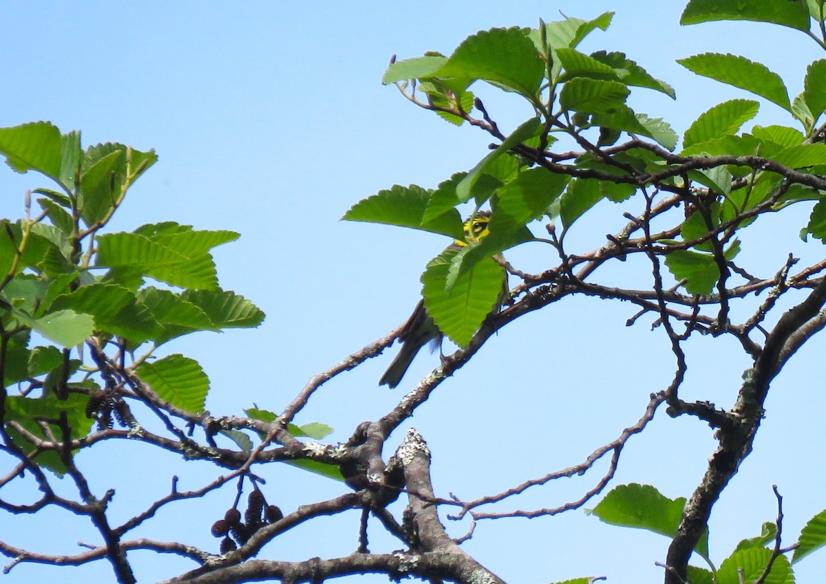 Townsend's Warbler - Teresa Weismiller