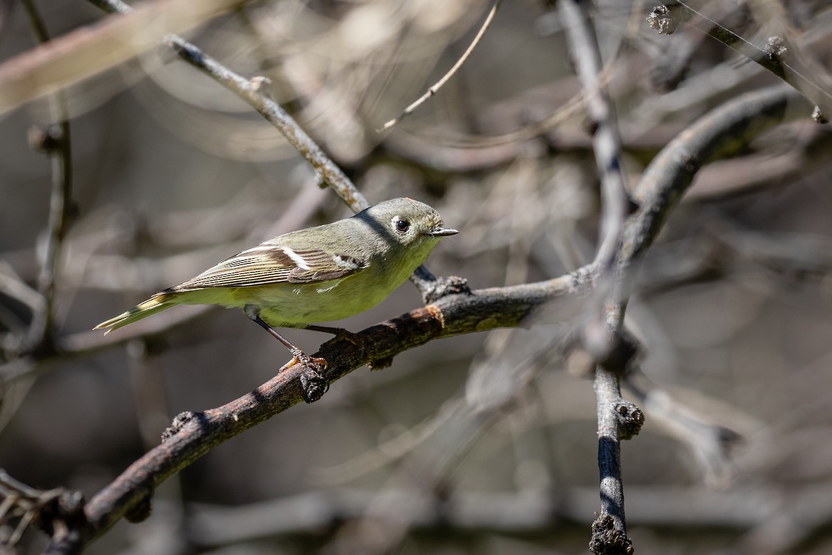 Ruby-crowned Kinglet - Scott Record