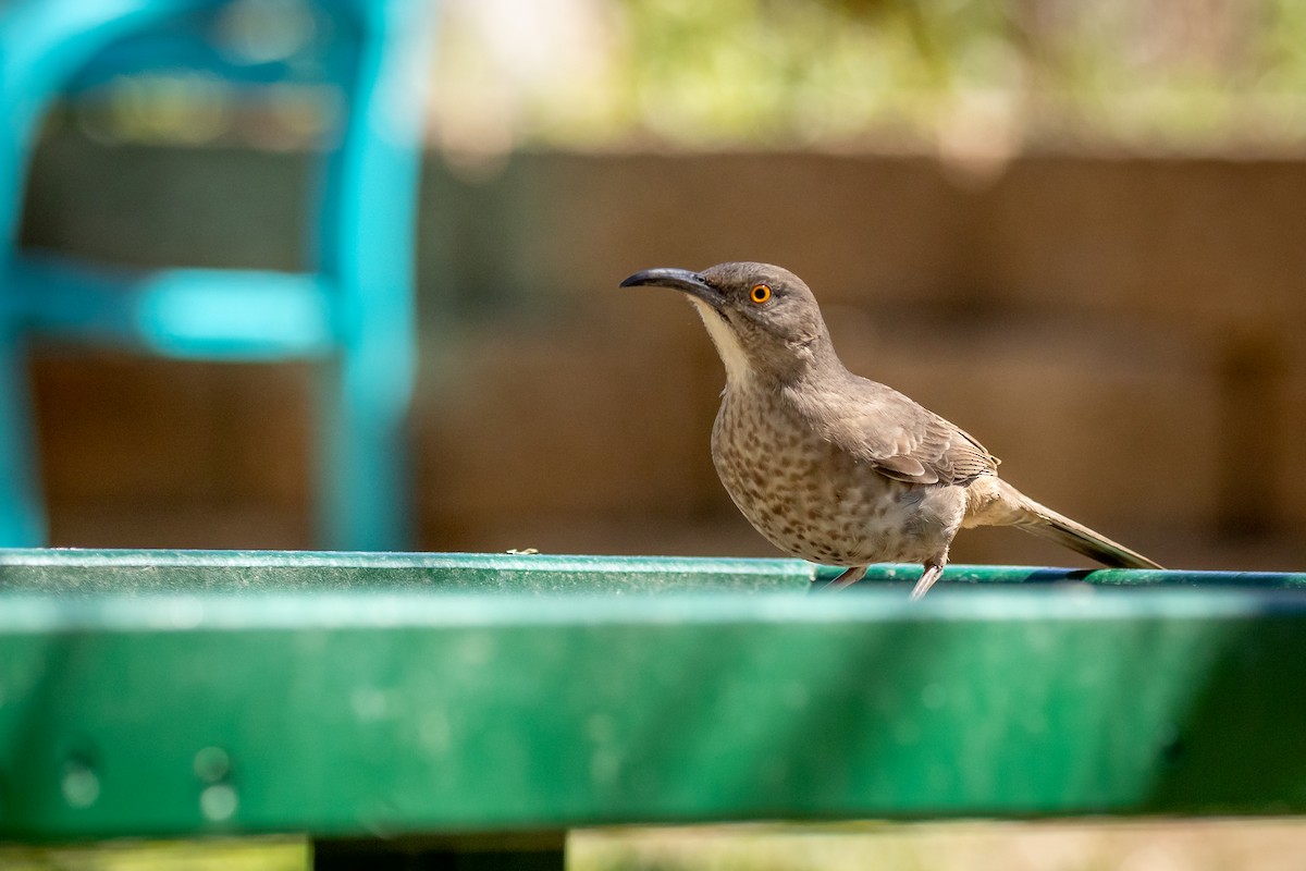 Curve-billed Thrasher - Scott Record