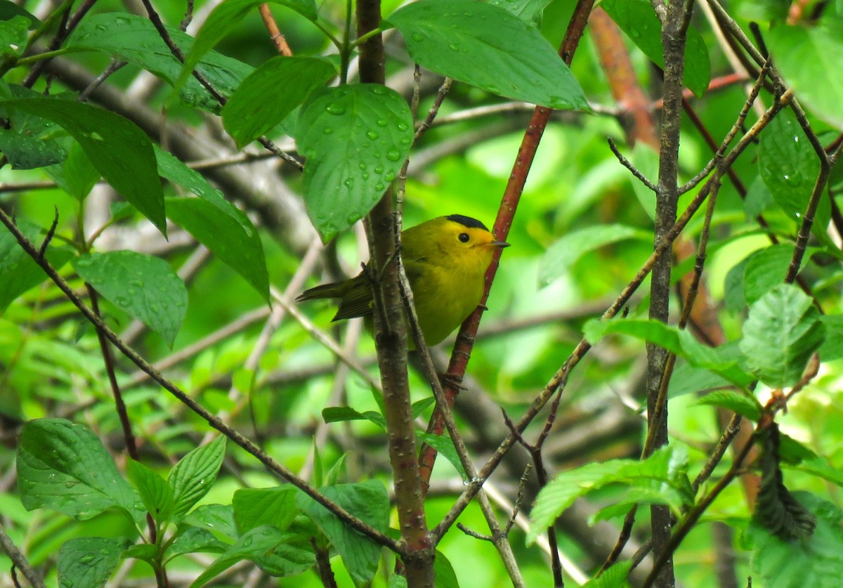 Wilson's Warbler - Teresa Weismiller