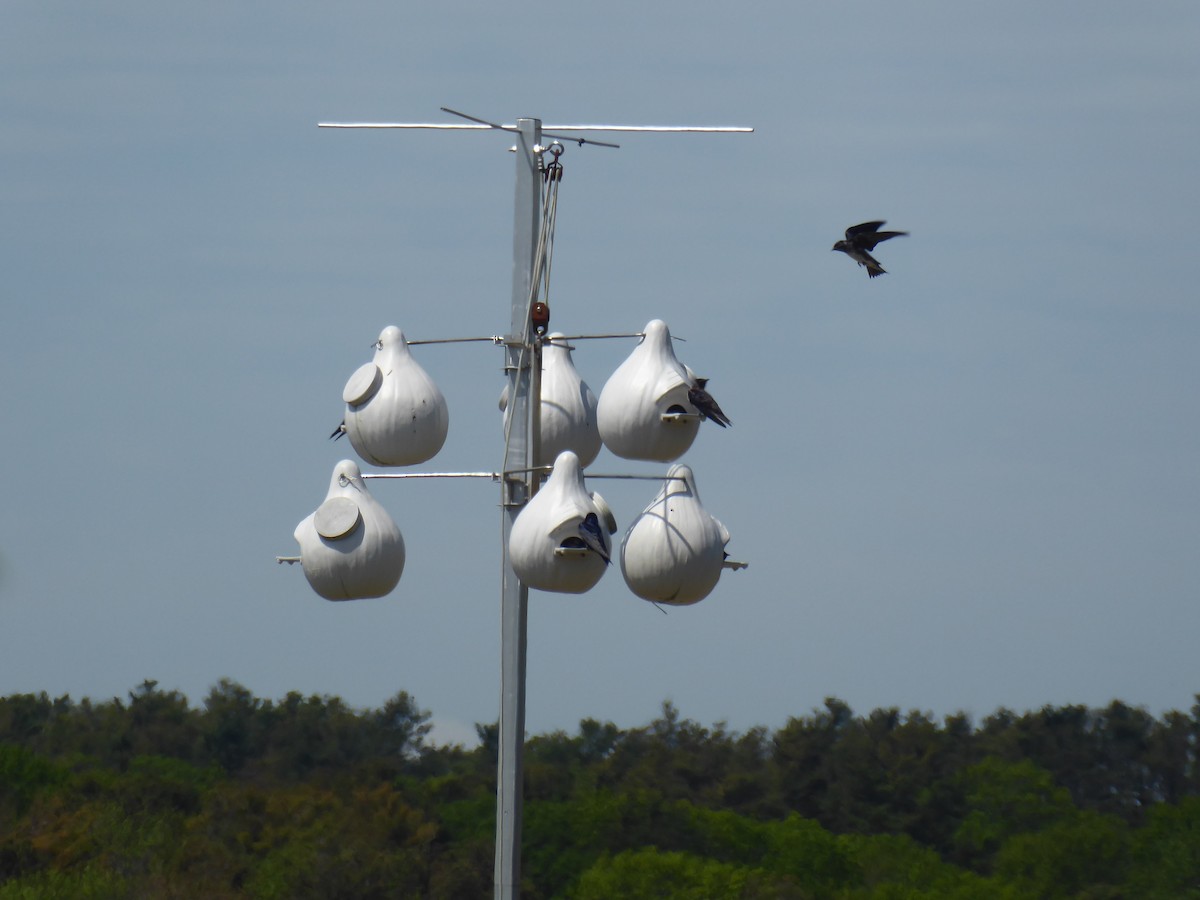 Purple Martin - Bill Grabin