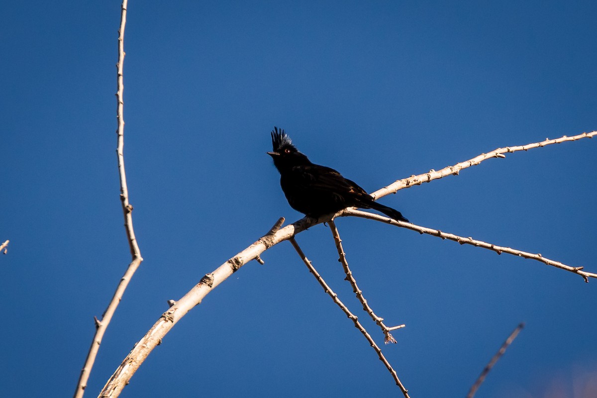 Phainopepla - Scott Record