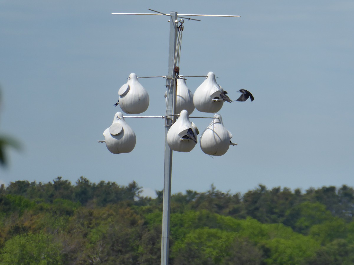 Purple Martin - ML619639436