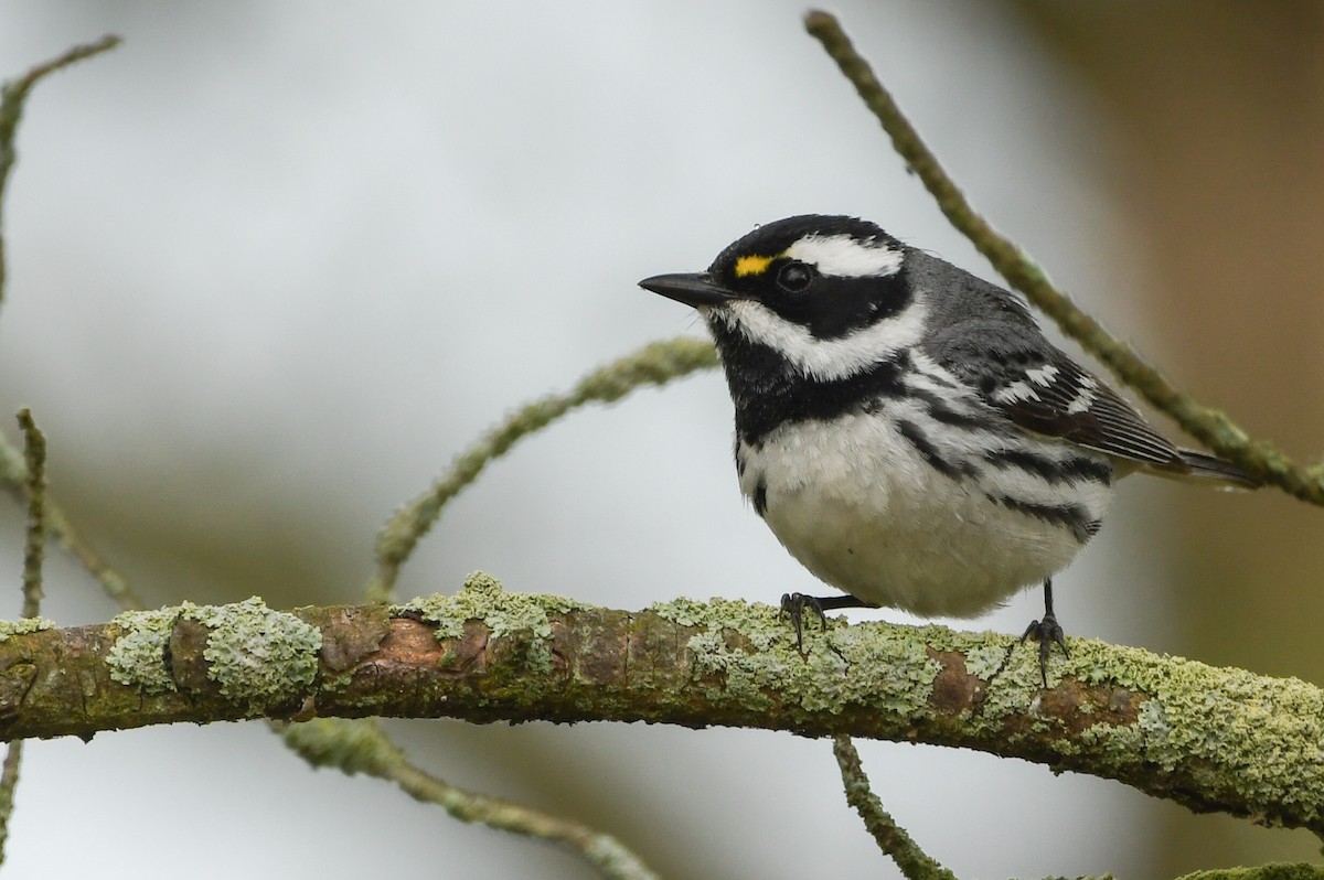 Black-throated Gray Warbler - Manny Salas