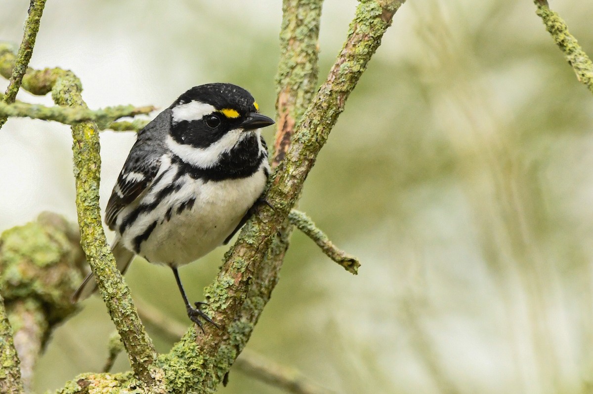 Black-throated Gray Warbler - ML619639438