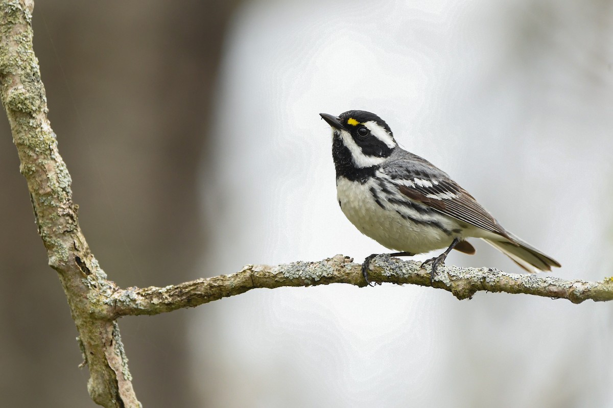 Black-throated Gray Warbler - Manny Salas