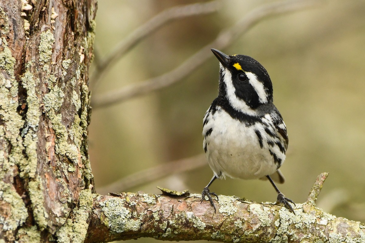 Black-throated Gray Warbler - Manny Salas