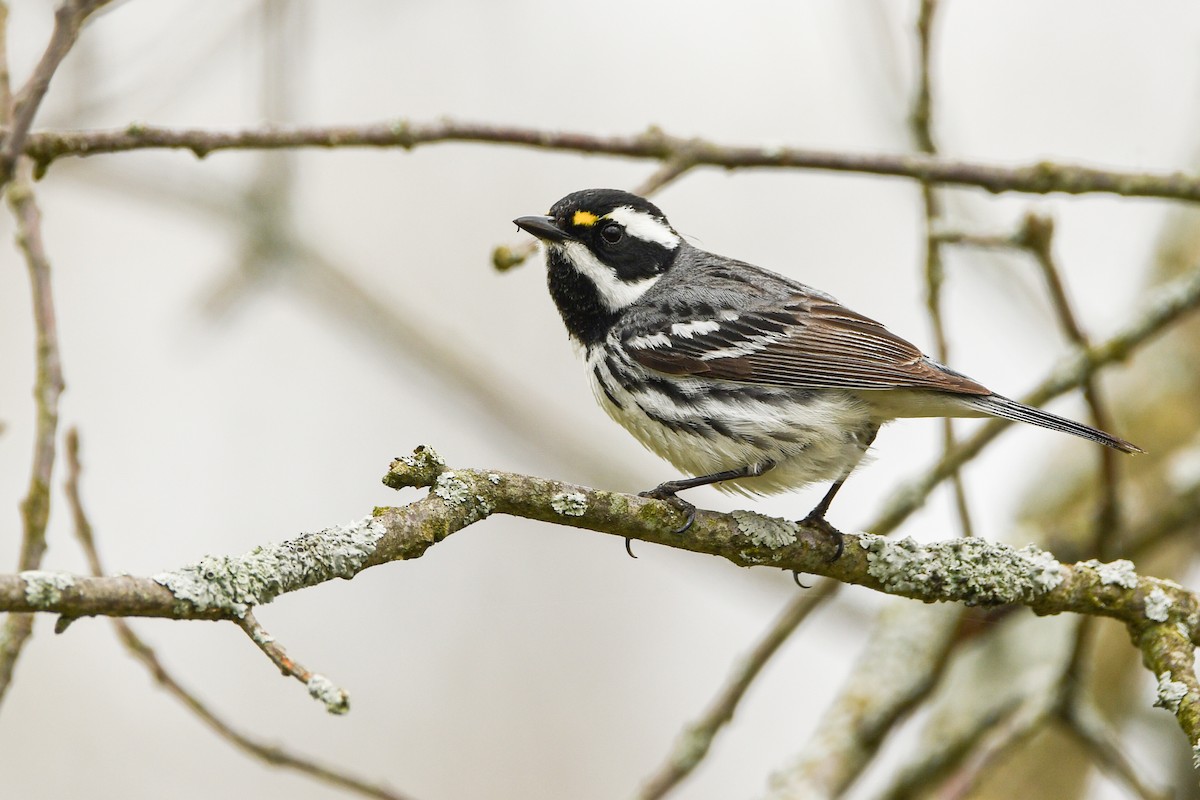 Black-throated Gray Warbler - Manny Salas