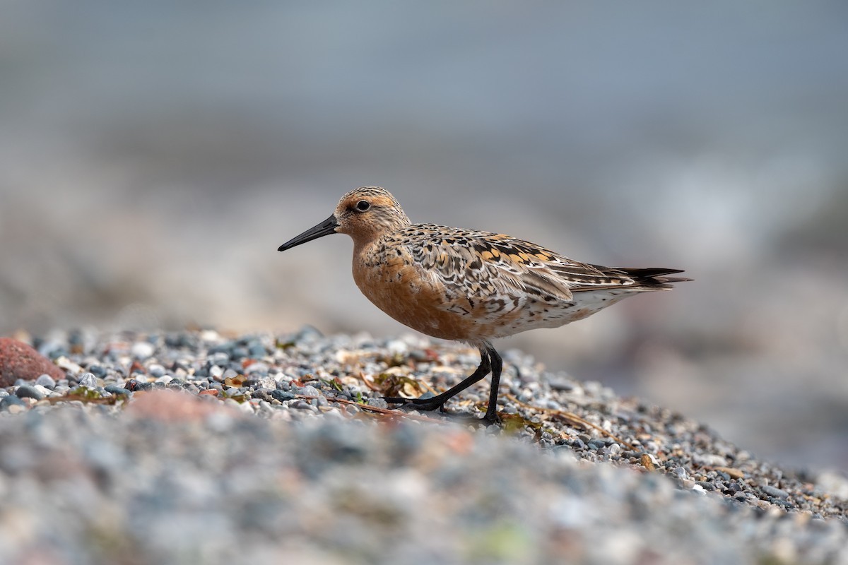Red Knot - ML619639444