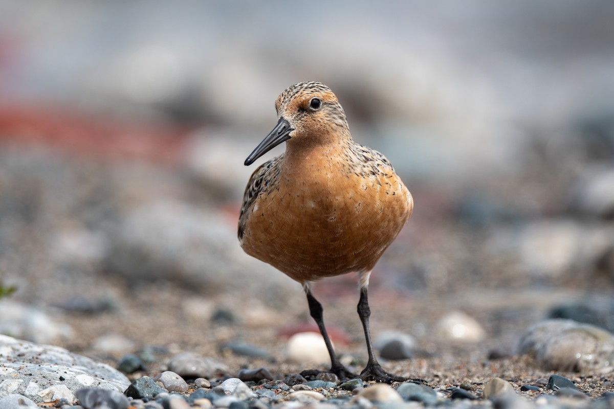 Red Knot - Gray Carlin