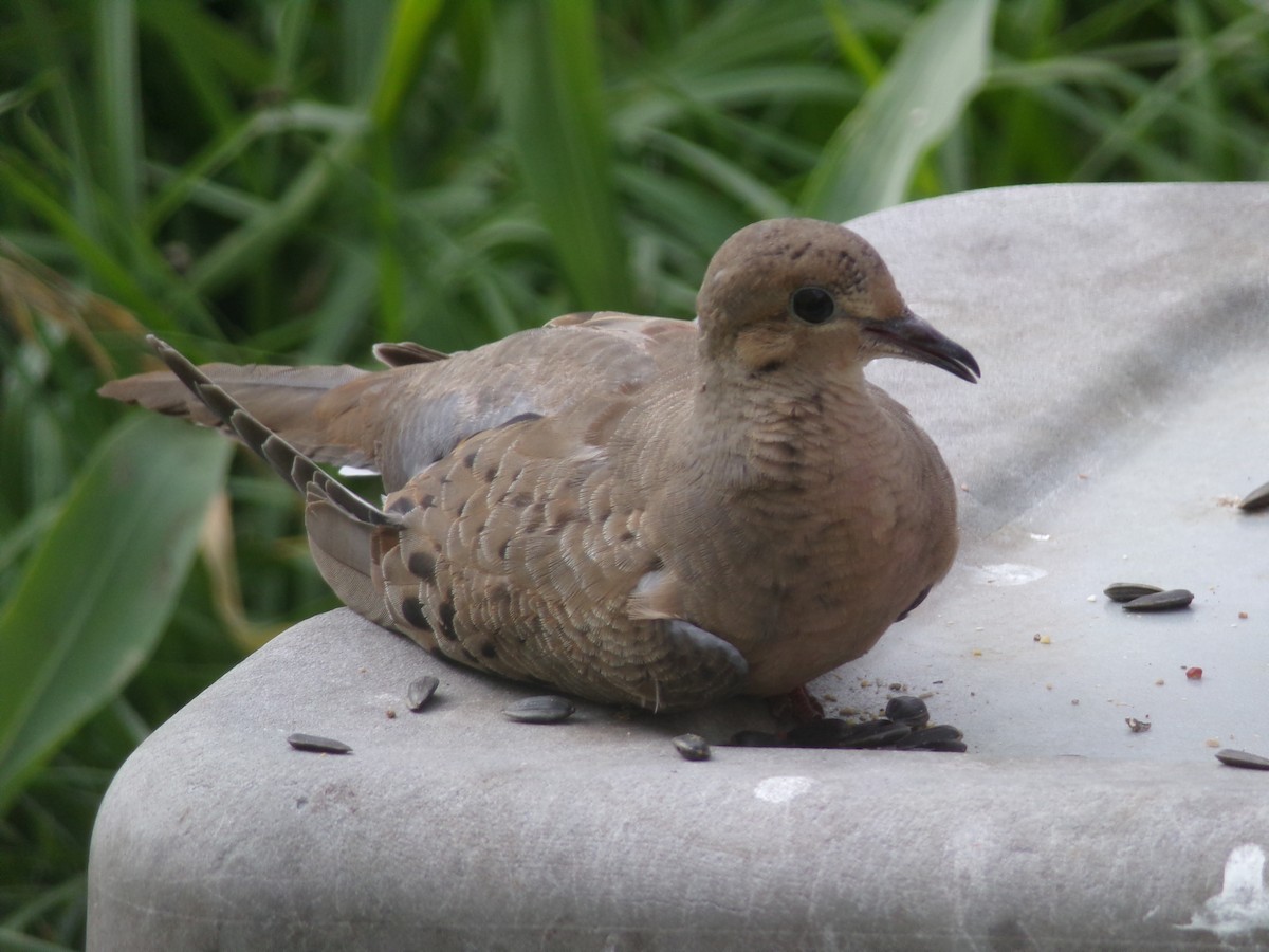 Mourning Dove - Texas Bird Family