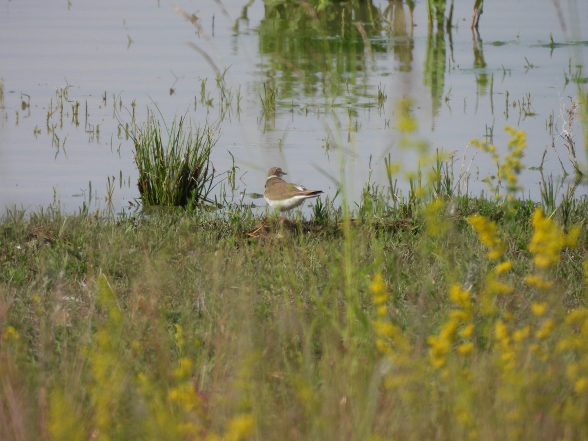 Little Ringed Plover - Zuzana Kobesova