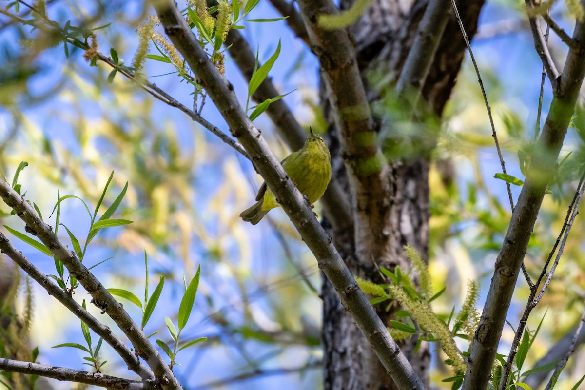 Orange-crowned Warbler - Scott Record