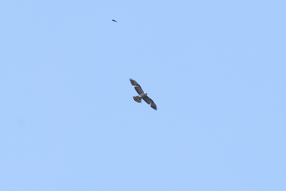 Mississippi Kite - John Mercer