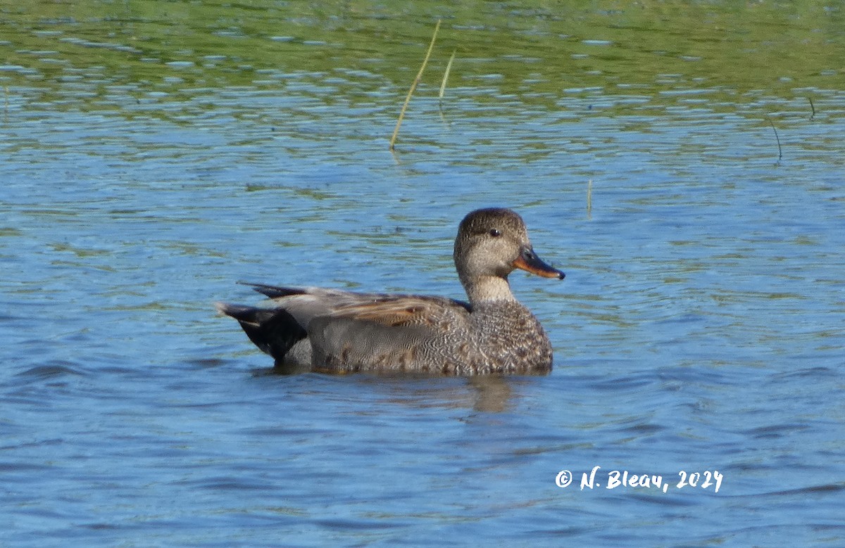 Gadwall - Nathalie Bleau