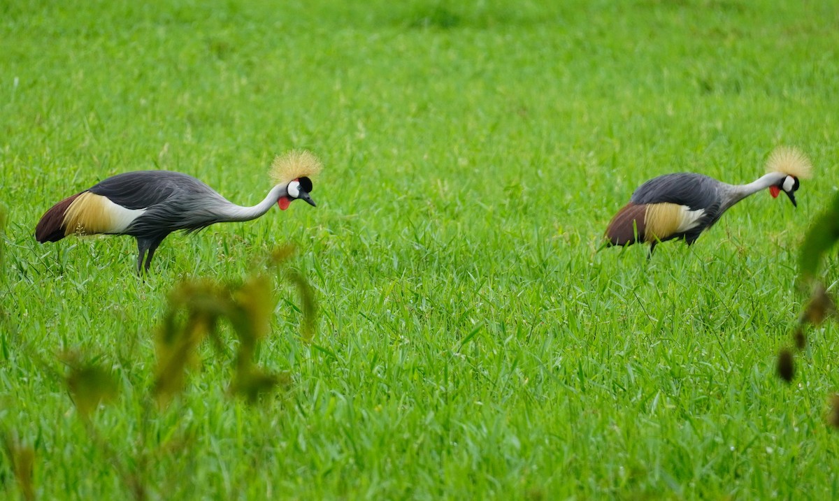 Gray Crowned-Crane - Brian Rapoza