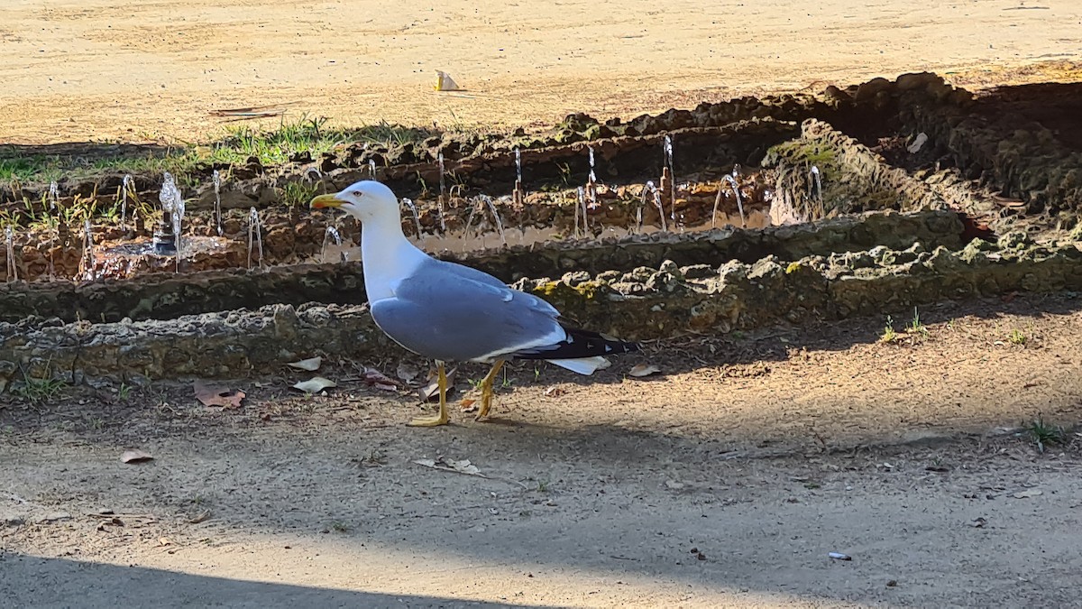 Yellow-legged Gull - Ben Taylor