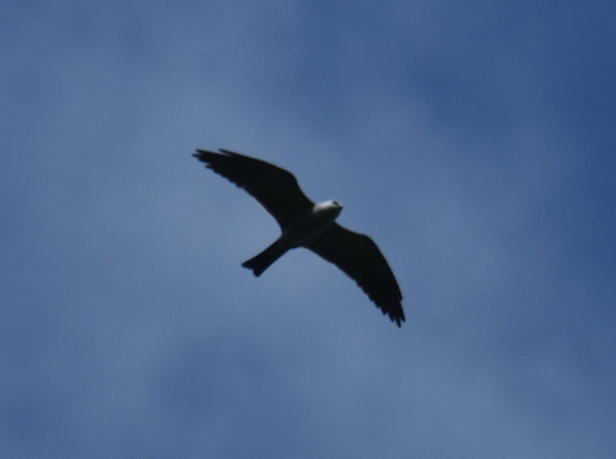 Mississippi Kite - ML619639503