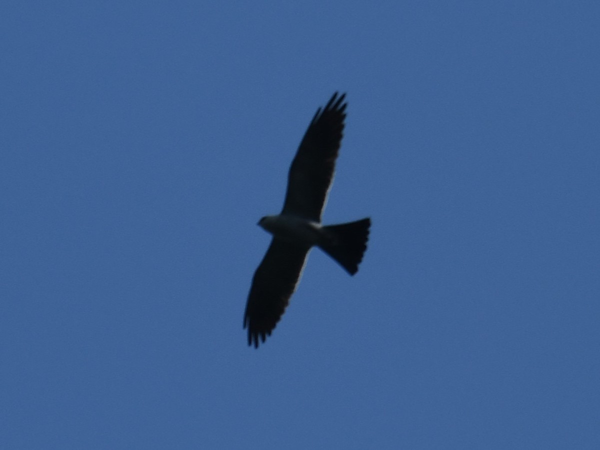 Mississippi Kite - ML619639504