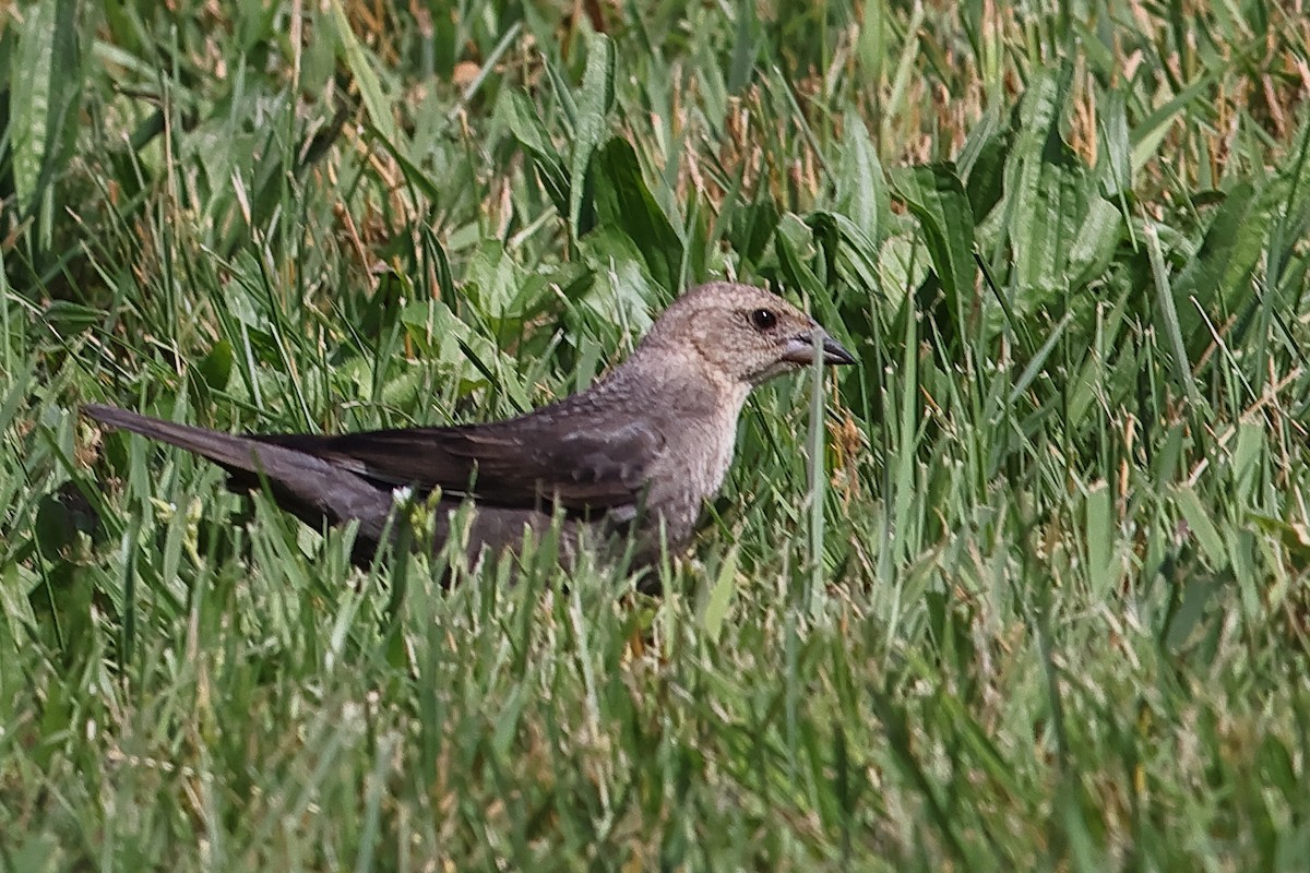 Brown-headed Cowbird - John Mercer