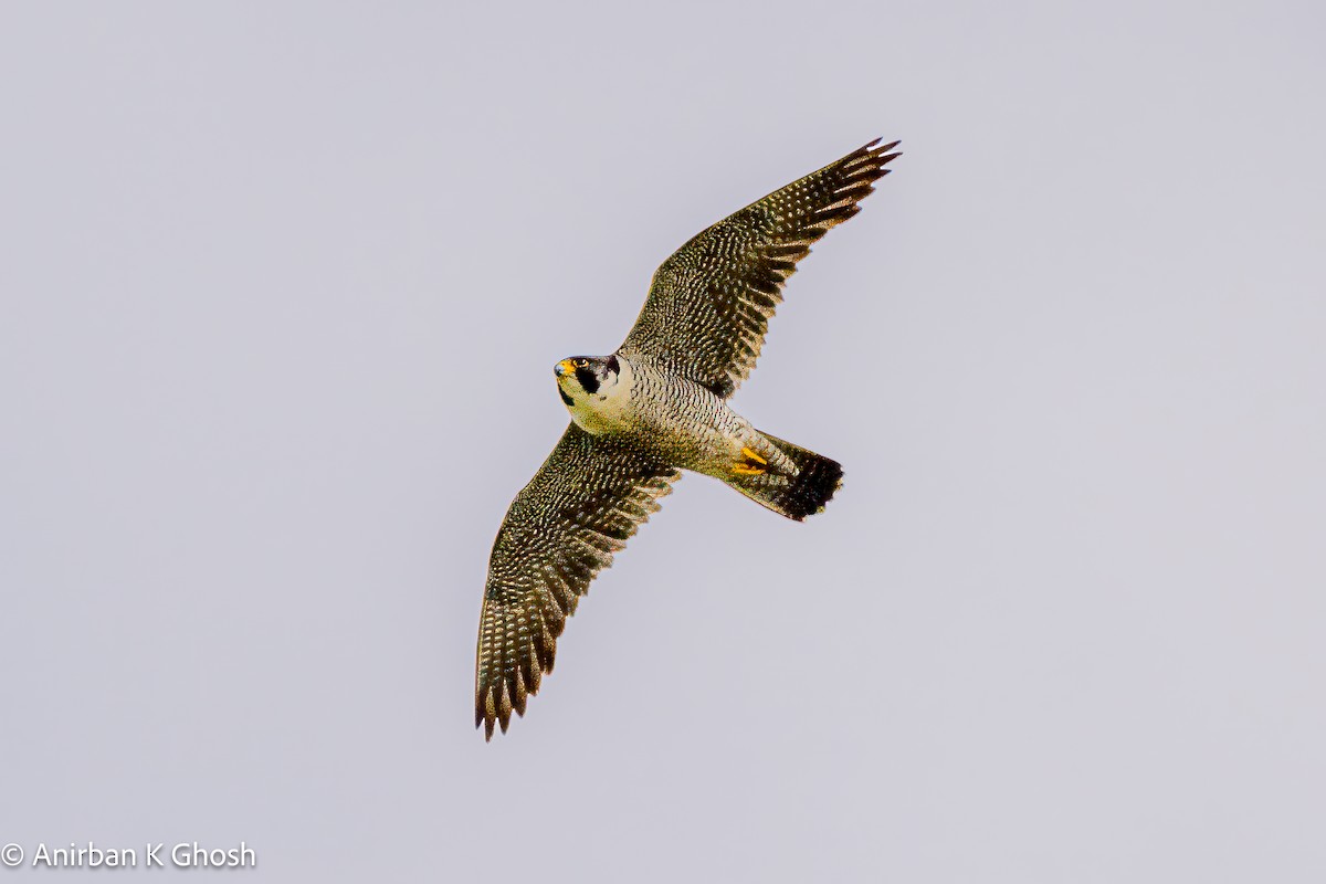 Peregrine Falcon - Anirban K Ghosh