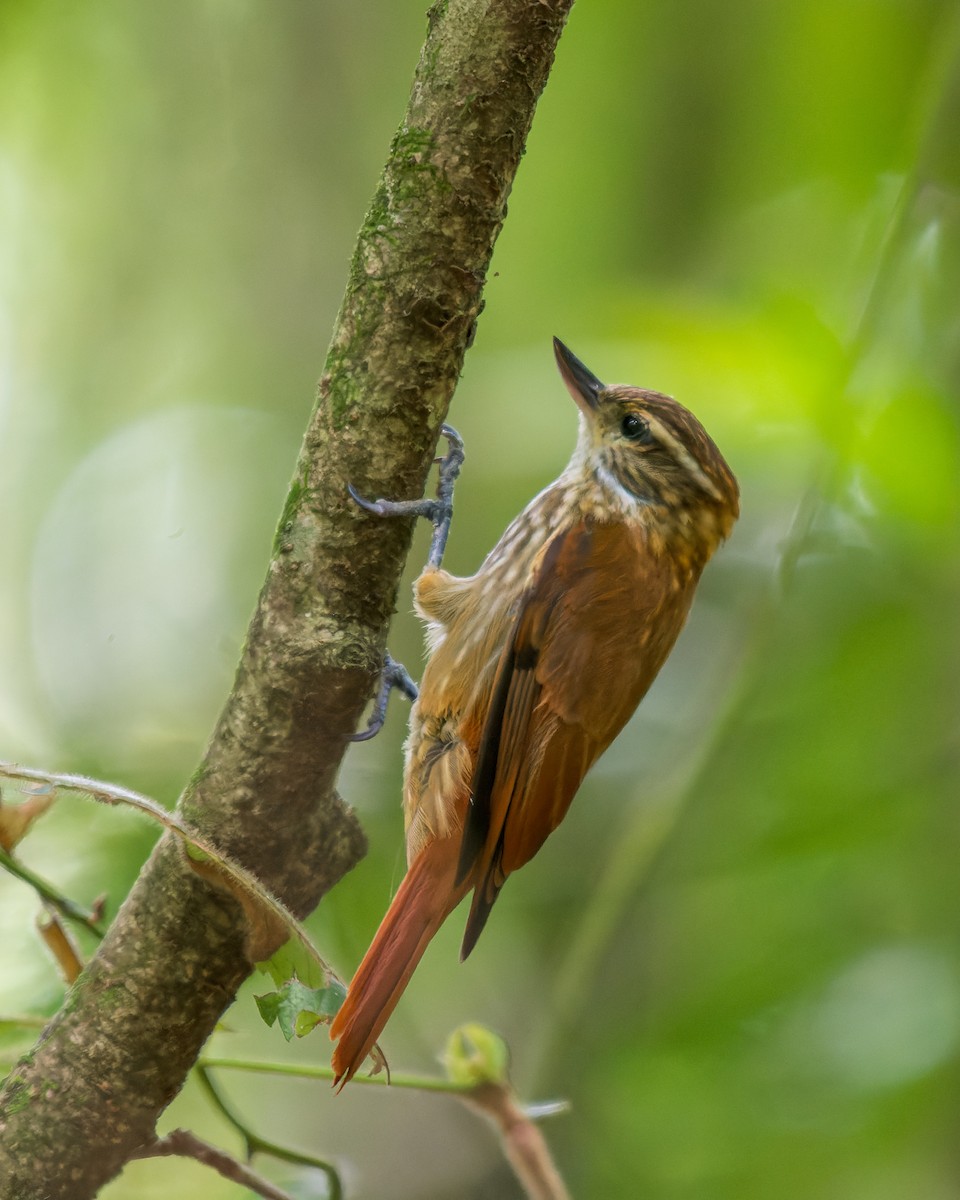 Streaked Xenops - Marcelo  Telles