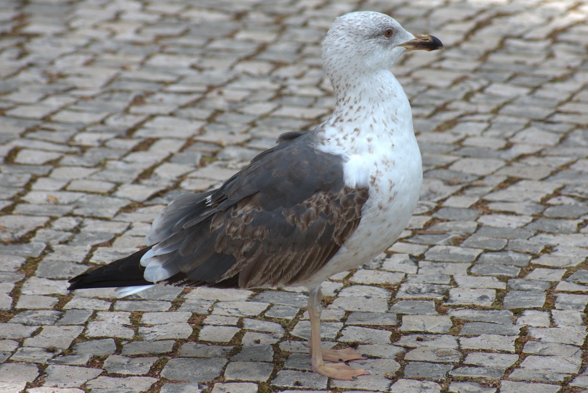 gull sp. - Bill Hubbard