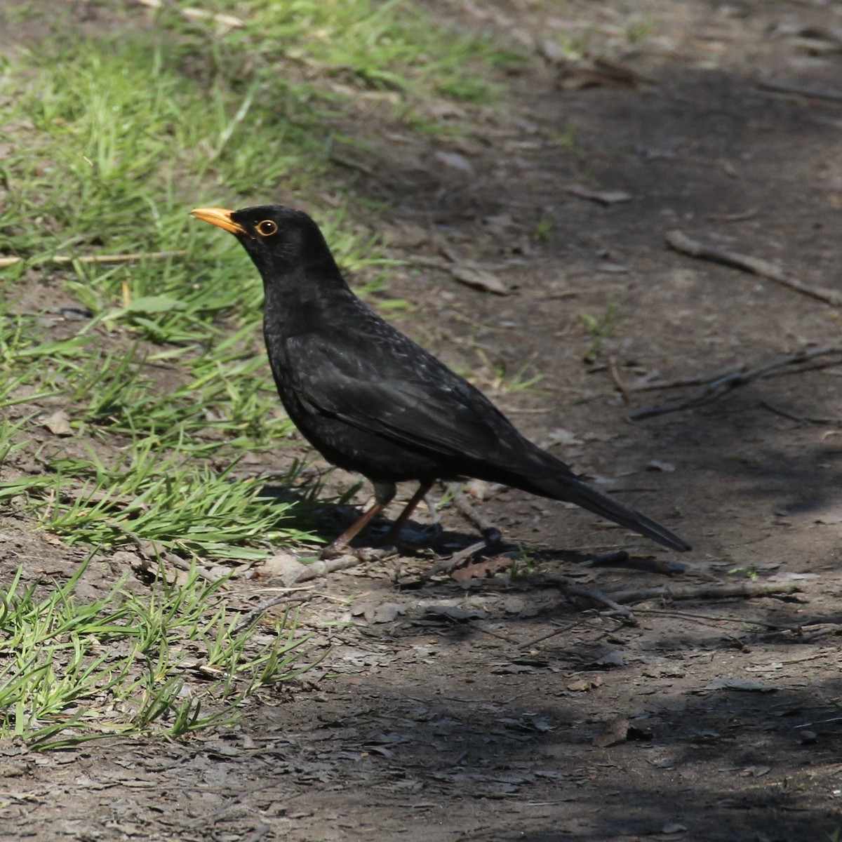 Eurasian Blackbird - Michael Bender