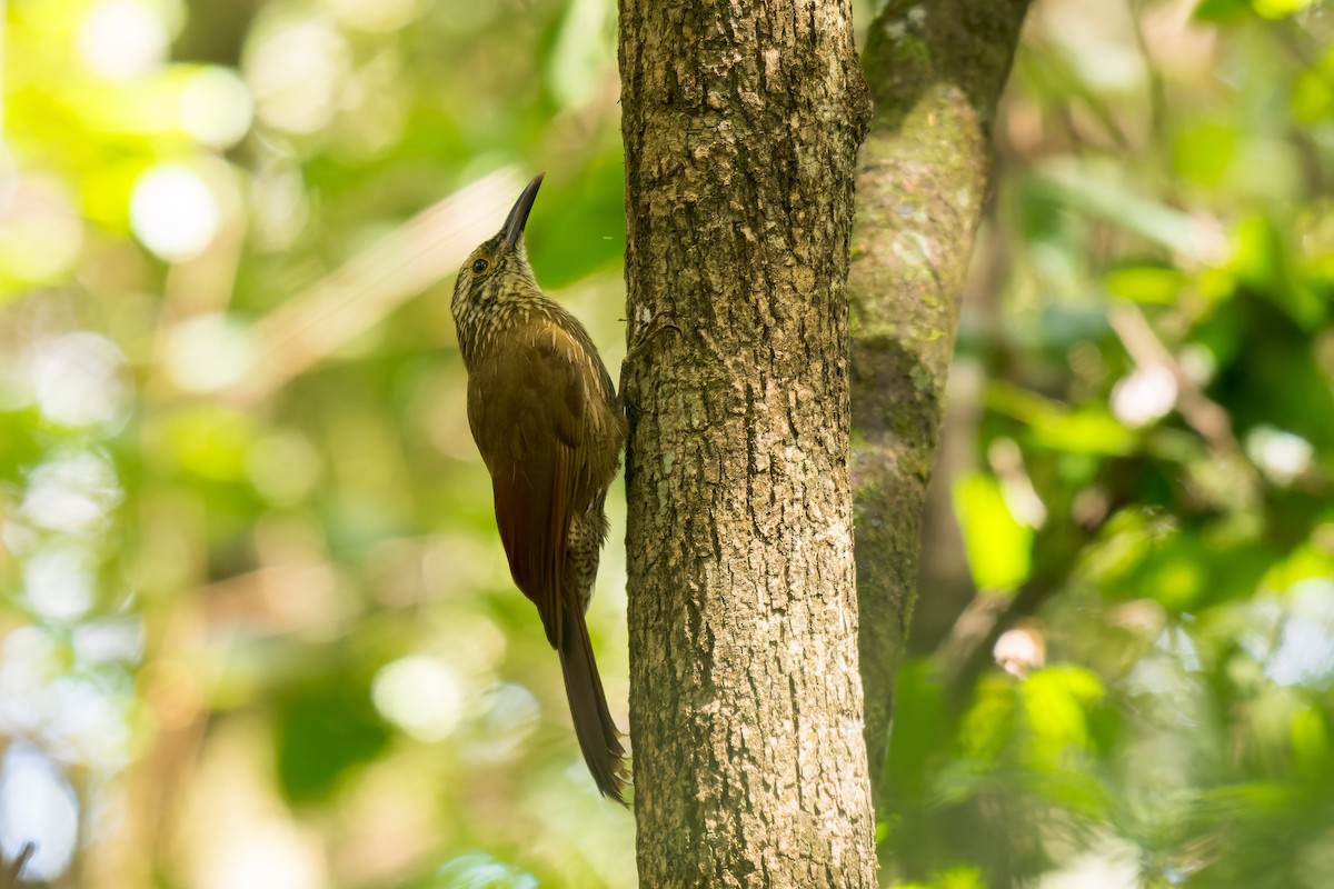 Planalto Woodcreeper - Marcelo  Telles