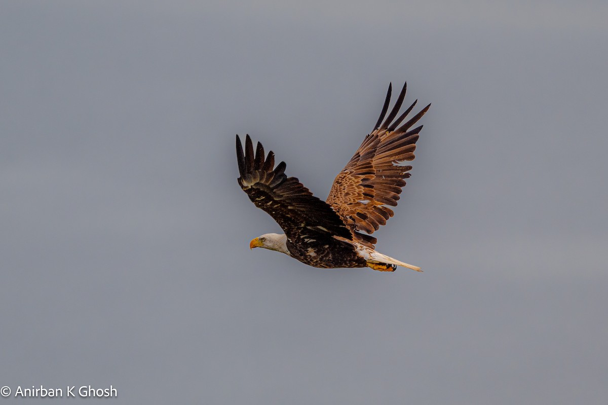 Bald Eagle - ML619639543