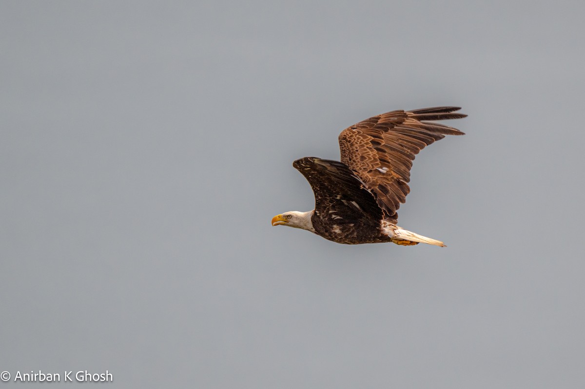 Bald Eagle - ML619639544