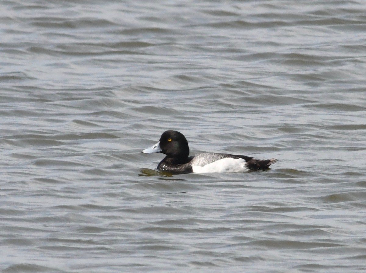 Greater Scaup - Peter Paul