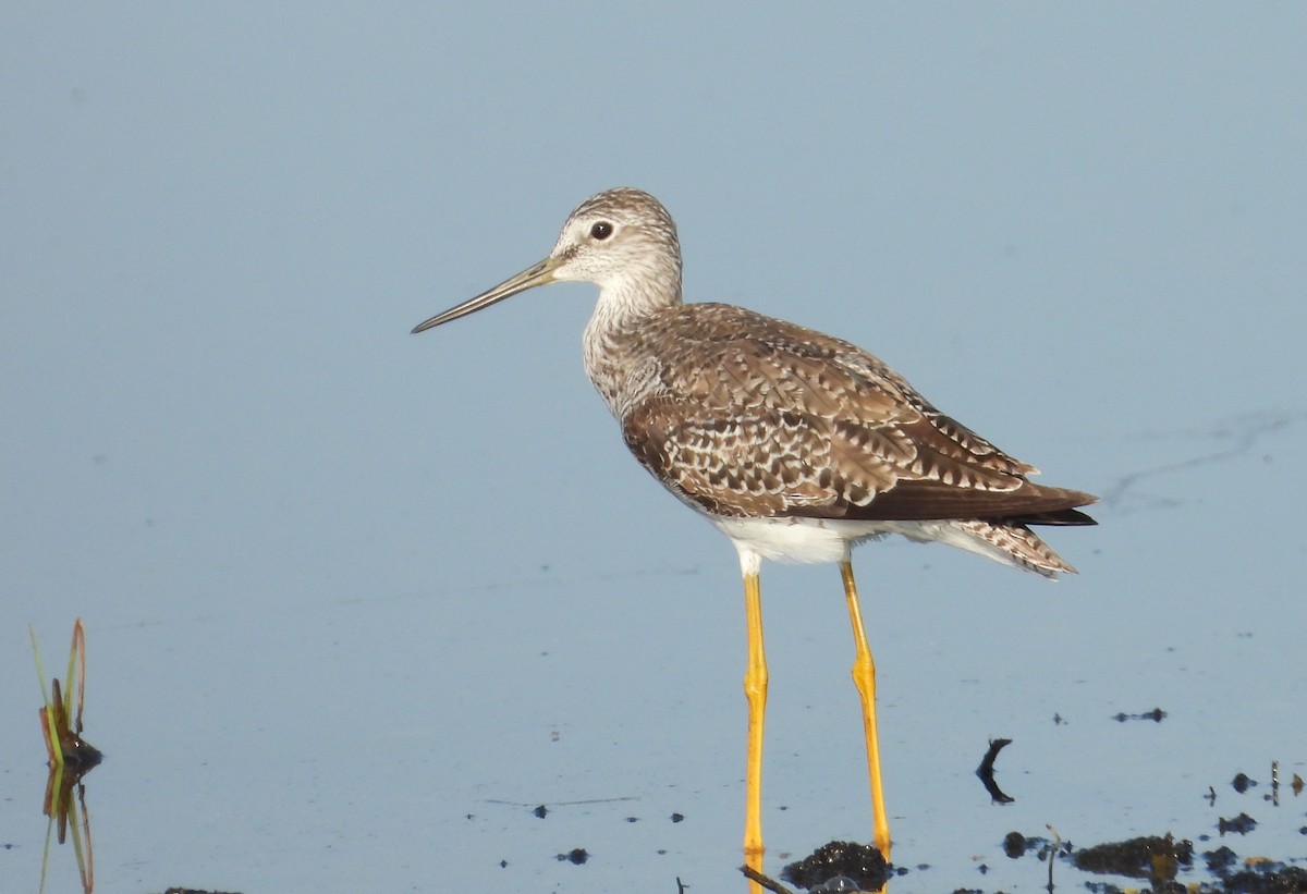 Greater Yellowlegs - Chuck Hignite