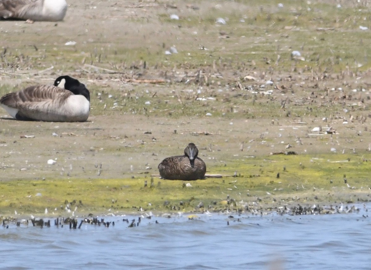 Common Eider - Peter Paul