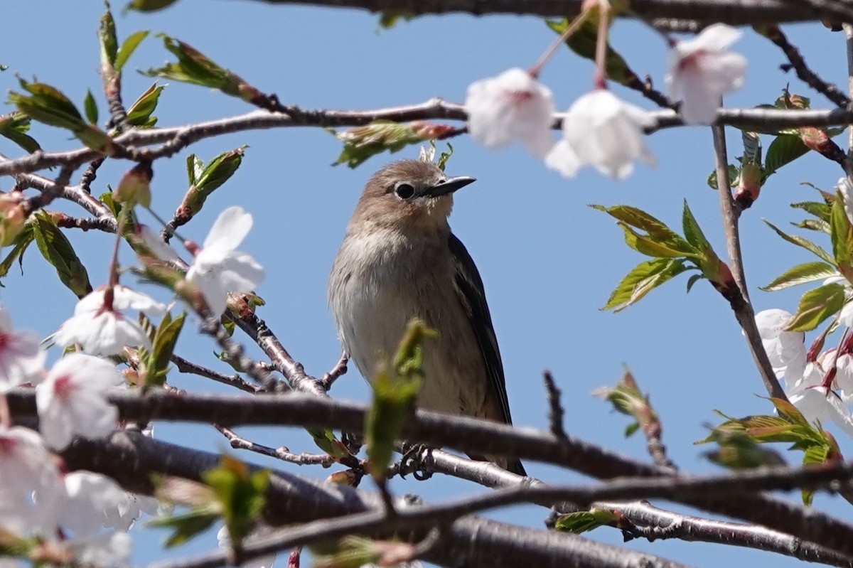 Chestnut-cheeked Starling - ML619639558