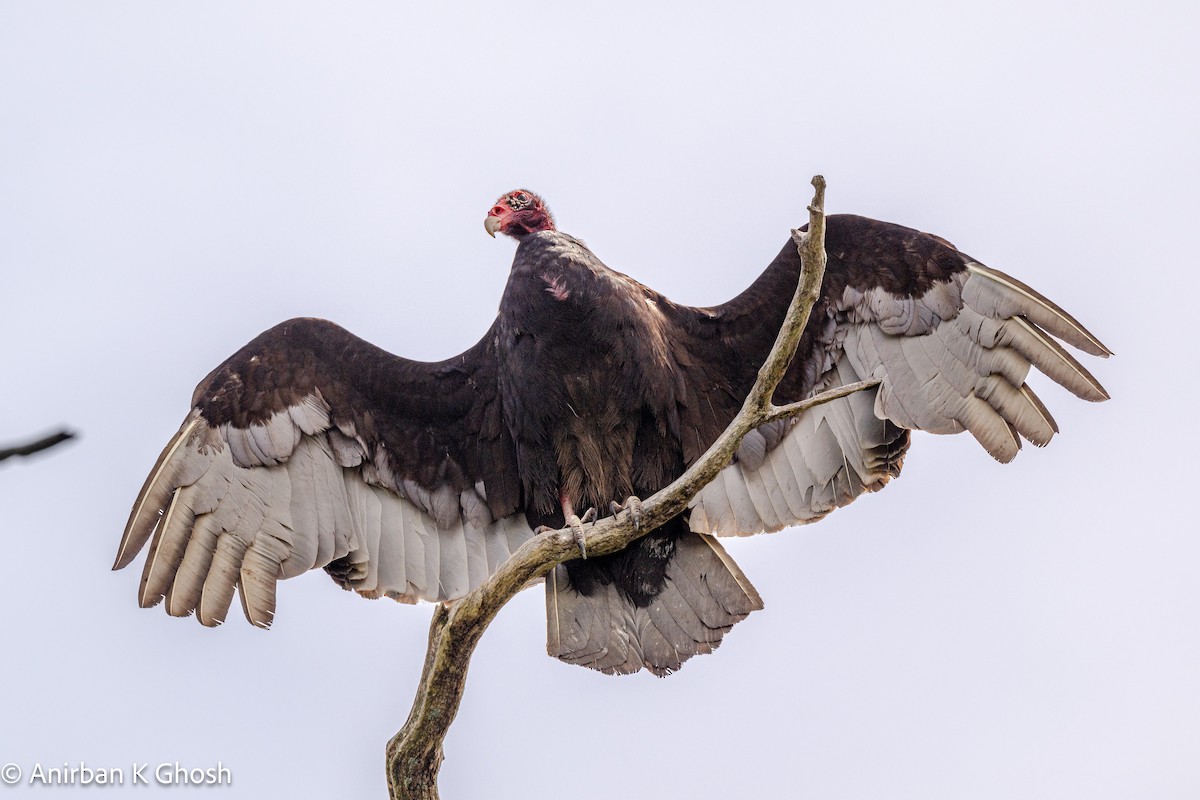 Turkey Vulture - ML619639562