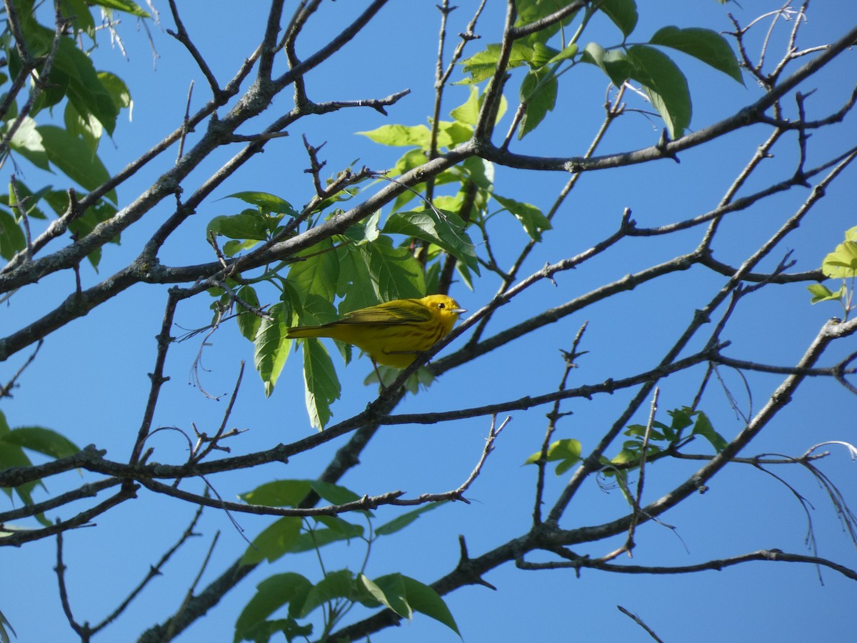Yellow Warbler - ML619639568