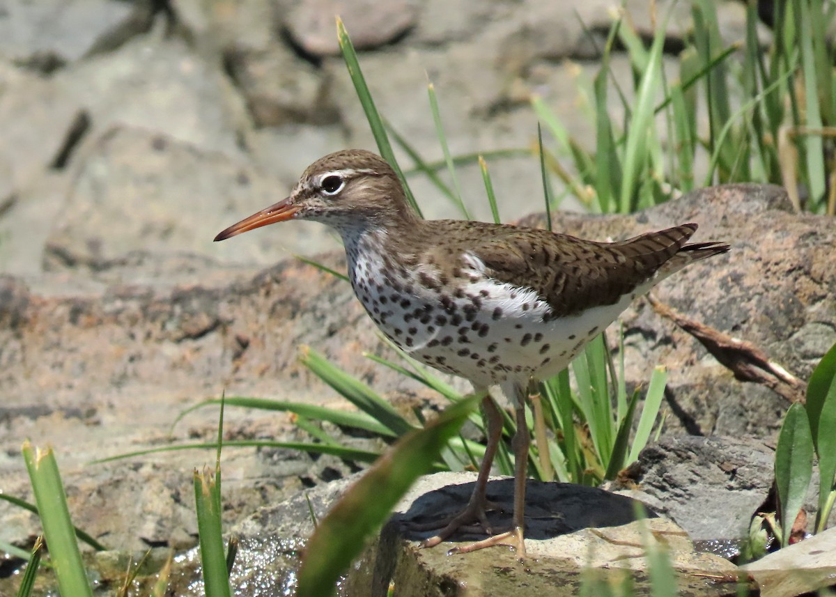 Spotted Sandpiper - Nancy Hill