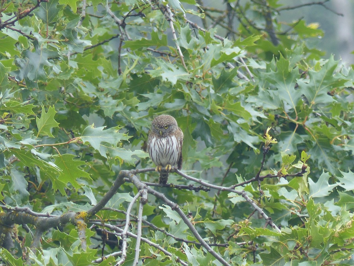 Northern Pygmy-Owl - Joachim Gonzalez