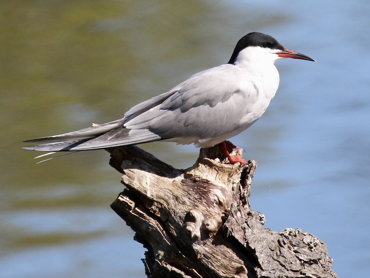 Common Tern - ML619639588