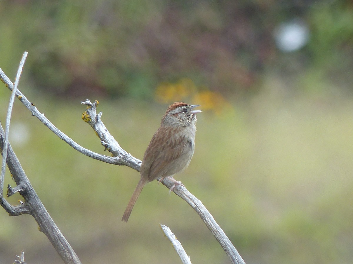 Rufous-crowned Sparrow - Joachim Gonzalez