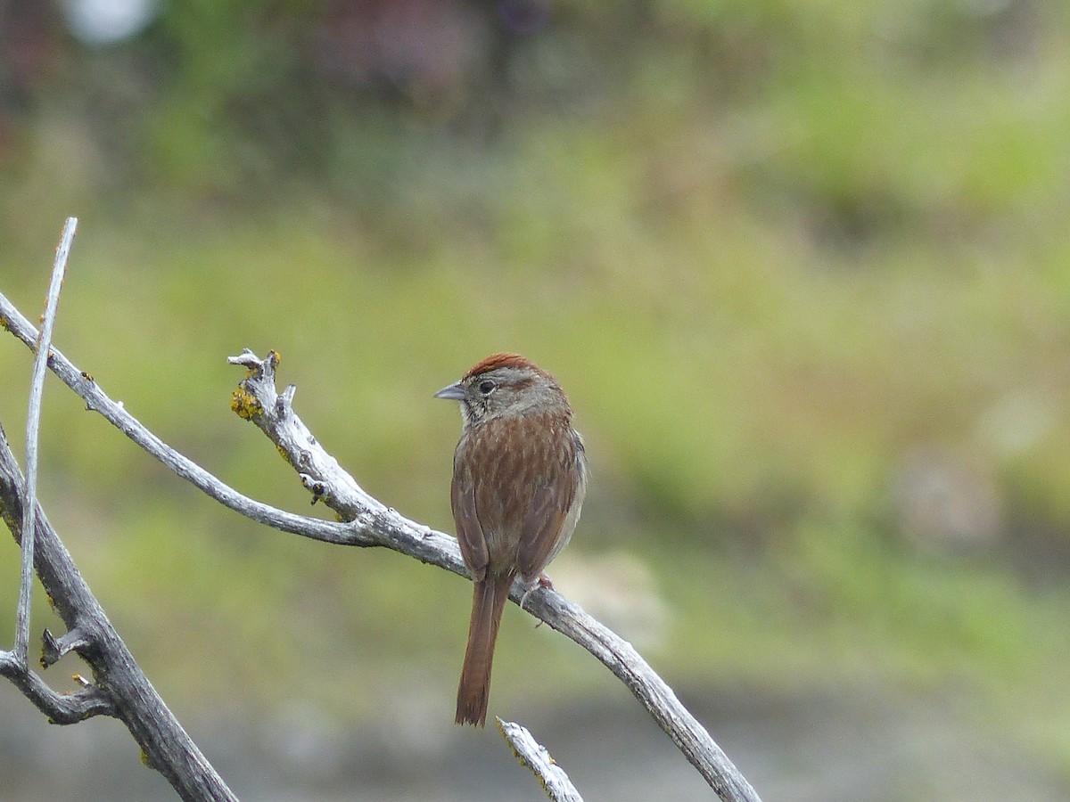 Rufous-crowned Sparrow - Joachim Gonzalez