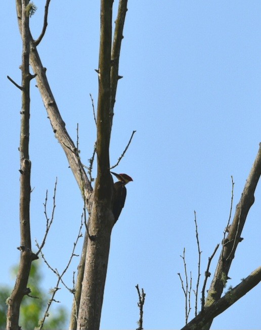 Pileated Woodpecker - melinda champion