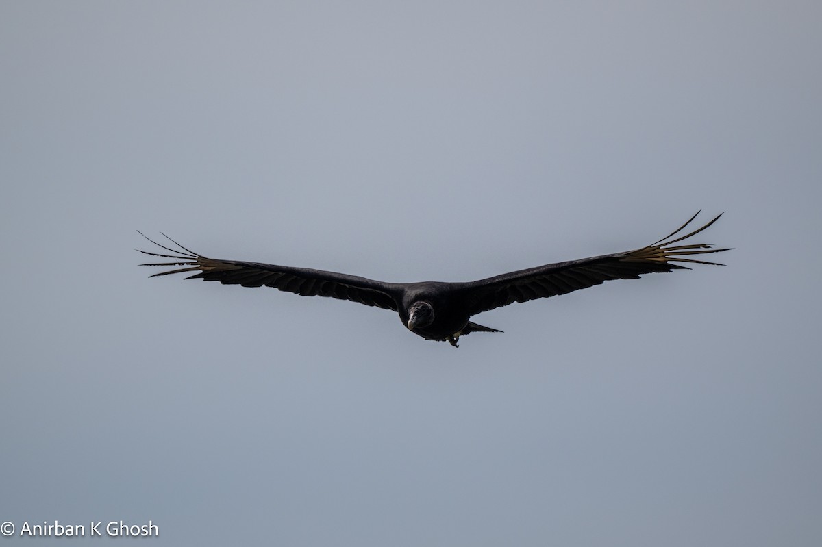 Black Vulture - ML619639602