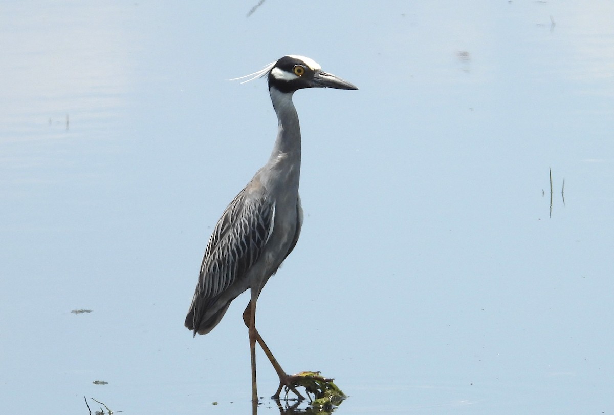 Yellow-crowned Night Heron - Chuck Hignite